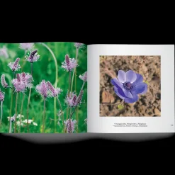 Libro Cercando Fiori